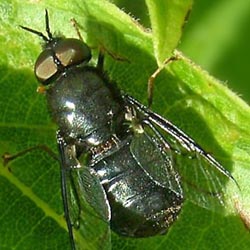 Odontomyia tigrina